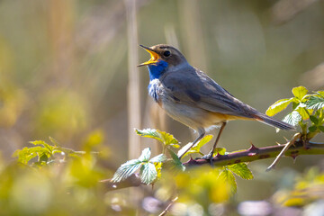 Closeup of a blue-throat male bird Luscinia svecica cyanecula singing