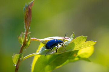 Closeup of a small alder leaf beetle, agelastica alni, insect climbing up on green grass and reeds