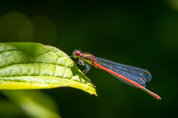 Detail closeup of a large red damselfly Pyrrhosoma nymphula