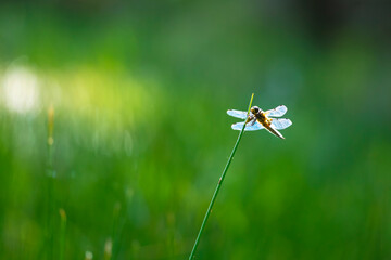 Close-up of a four-spotted chaser Libellula quadrimaculata dragonfly