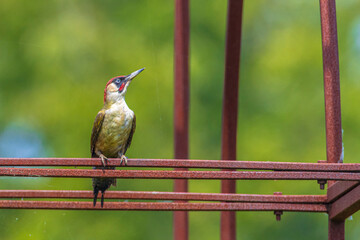 European Green woodpecker, Picus Viridis, close-up