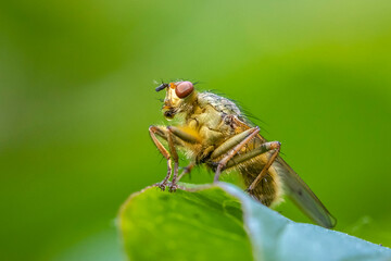 Male Scathophaga stercoraria, also known as the yellow dung fly or the golden dung fly,