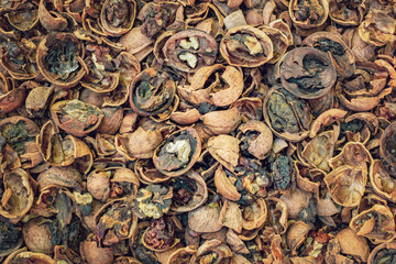 rotten walnuts infected with mold