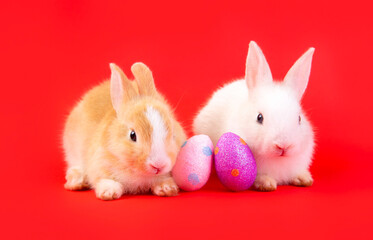 Easter bunny and eggs concept.
