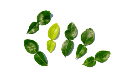 kaffir lime leaves on white background.