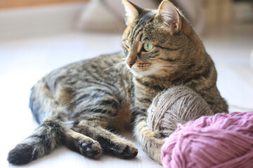 Beautiful domestic striped cat plays with knitting yarn