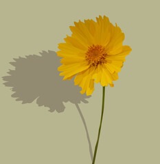 Low poly, geometrical, illustration of a lance leafed coreopsis on a faded green background with a shadow 