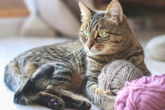 Beautiful domestic striped cat plays with knitting yarn
