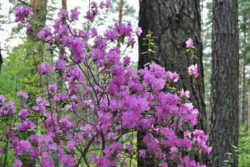 Fototapeta premium The flowering of the maralnik. Rhododendron Ledebura. Spring. Altai cherry blossoms. Flowers.