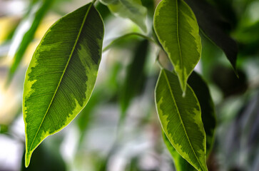 Fototapeta na wymiar green leaves macro