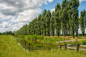 Fototapeta na wymiar Row of trees on a canal