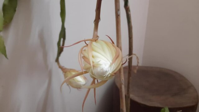 Night Queen Flower Blooming Shown In Time Lapse