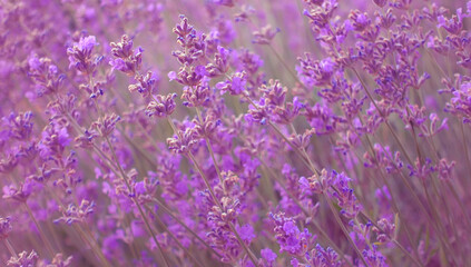 Beautiful romantic lavender flowers. Blooming lavender field.