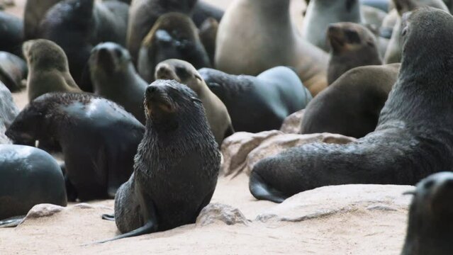group of cape fur seals on sandy beach densely packed together moving back and forth. Medium shot on sunny day