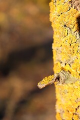 Tree bark covered with Xanthoria parietina (common orange lichen, yellow scale, maritime sunburst lichen, shore lichen). Lichen and snag on tree trunk.
