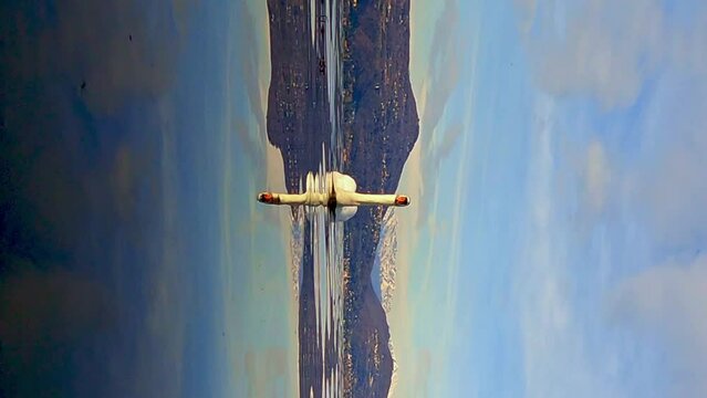 Low-angle water surface view of elegant white swan swimming towards camera with Angera castle in background, Italy. VERTICAL format