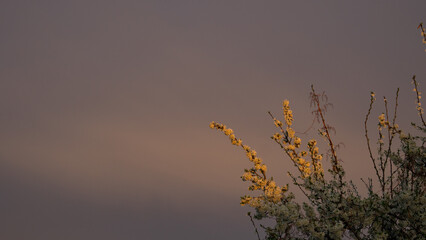Cherry blossom branch at sunset