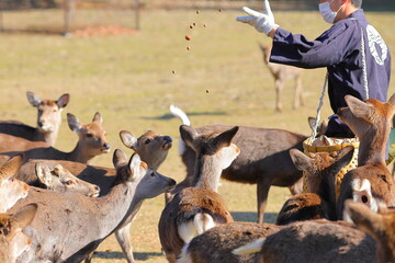 鹿寄せでドングリをもらう奈良公園の鹿たち