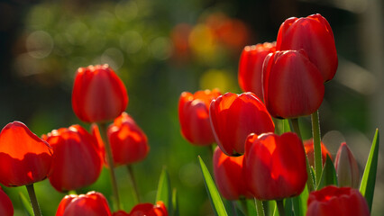 Beautiful red tulips in the garden