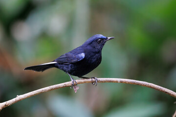 Male of White-tailed Robin (Cinclidium leucurum) dark blue bird standing on branches with nice background