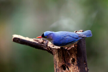 Low Angle View Of Velvet-Fronted Nuthatch Perching On Tree Stump