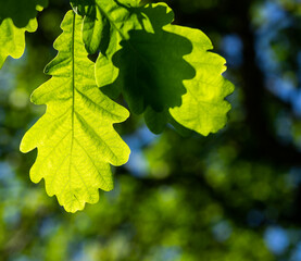 Green oak leaves on branch in the sunlight.