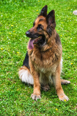 close-up of a German shepherd.Dog is a friend of man