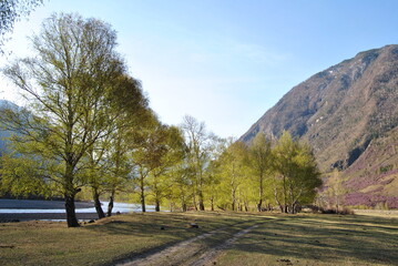 Russian birch. Spring. Blossom. Altai Republic.