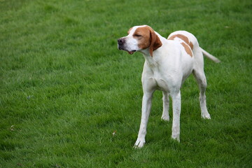 Beautiful and nice pointer breed dog and white and brown colors alert on the grass of the Navarra...