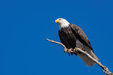 American Bald Eagle Perched against Blue Sky