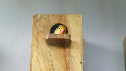 Colorful Lovebirds (Agapornis personatus). Inside a cage.