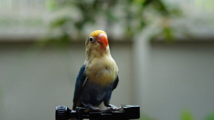 A hand tame blue Lovebird. Rosy-Faced or Peach-Faced Lovebird (Agapornis roseicollis).