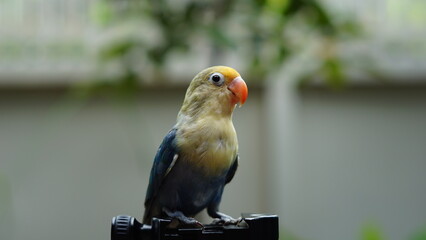 A hand tame blue Lovebird. Rosy-Faced or Peach-Faced Lovebird (Agapornis roseicollis).