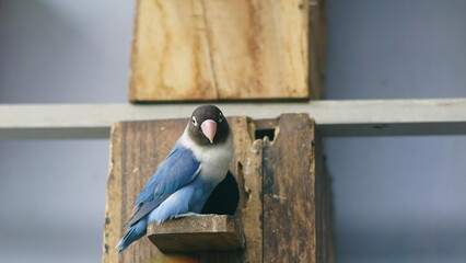 Colorful Lovebirds (Agapornis personatus). Inside a cage.