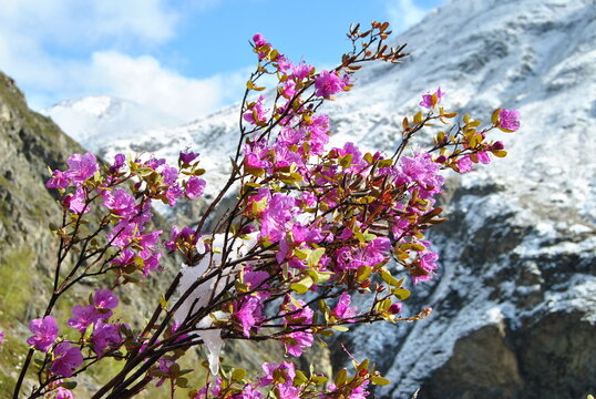 The flowering of the maralnik.  Rhododendron Ledebura. Spring. Altai cherry blossoms. Flowers.