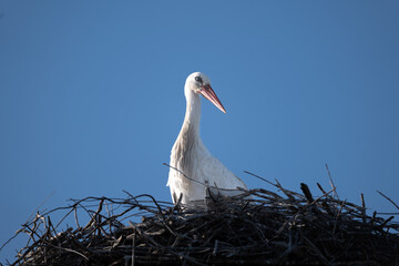 white stork in nest