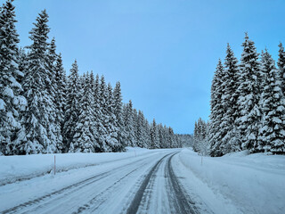 Schneebedeckte Tannen am Straßenrand