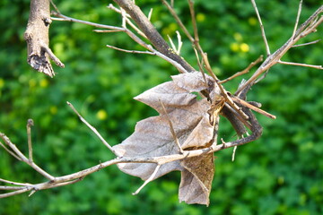 Dry leaf on branch on unfocused green background