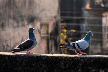 domestic colorful pigeons perched on the wall