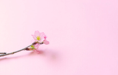 Naklejka na ściany i meble Sakura background material. Simple cherry blossom. 桜の背景素材。シンプルな桜