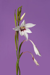 Elegant white gladiolus flower with burgundy center isolated on purple background.