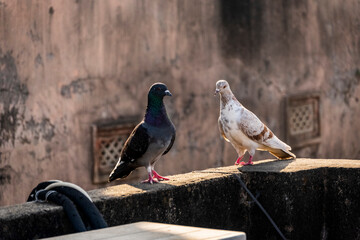 domestic colorful pigeons perched on the wall
