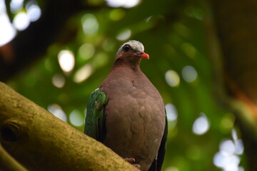 pigeon exotic