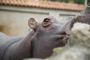 Hippo put his muzzle on the side of the aviary, close.