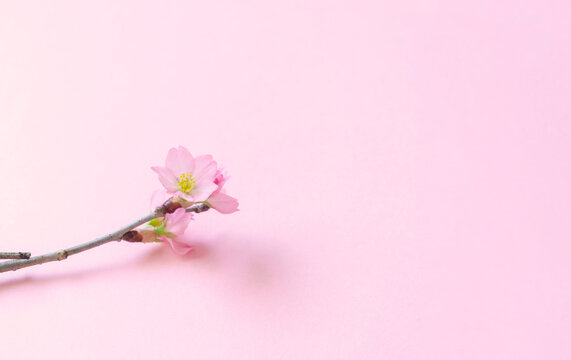 Sakura background material.  Simple cherry blossom. 桜の背景素材。シンプルな桜