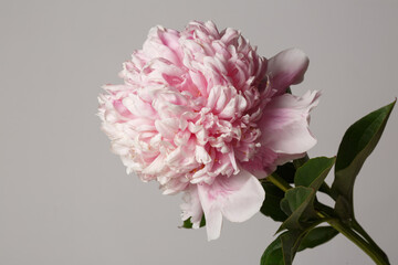 Gently pink peony flower isolated on a gray background.