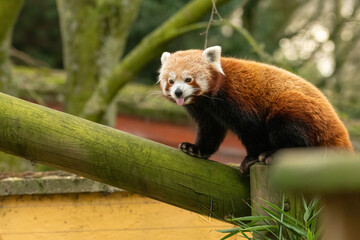 Cute red panda (Ailurus fulgens) sticks its tongue out in its enclosure. Adorable zoo animal. 