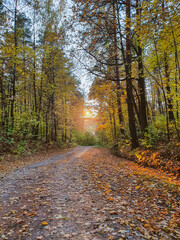 Obraz premium path in autumn forest