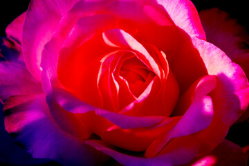 Fototapeta na wymiar Close-up photo of red rose in light and shadow.