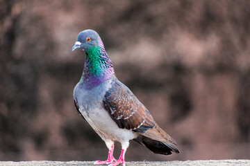 domestic colorful pigeon perched on the wall